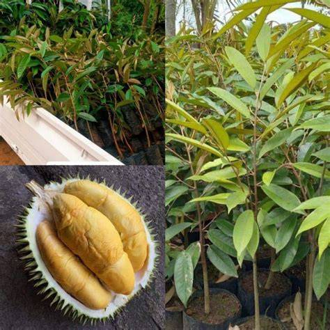 Bismillah , Menyediakan berbagai varietas bibit durian ... - raincitystudios.com