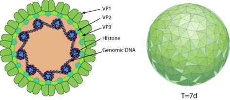 BK Virus, JC Virus and Simian Virus 40 Infection in …