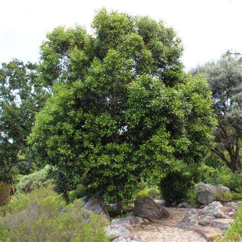 Black Ironwood Plant Care & Growing Basics: Water, … - raincitystudios.com