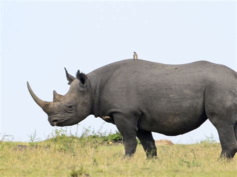 Black Rhino | World Wildlife Fund - muktibox.com