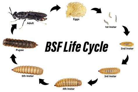 Black Soldier Fly | Encyclopedia MDPI - raincitystudios.com