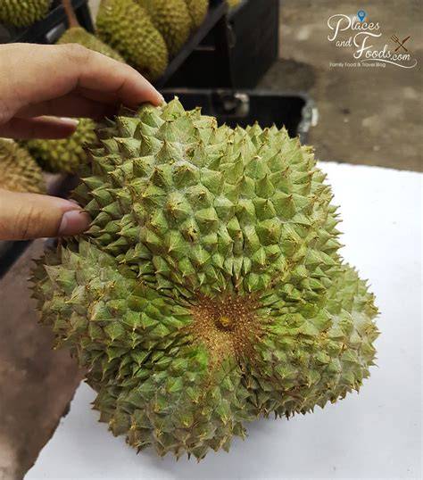 Black Thorn Durian Flesh - raincitystudios.com