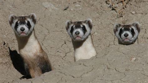 Black-Footed Ferret | LandPKS - muktibox.com