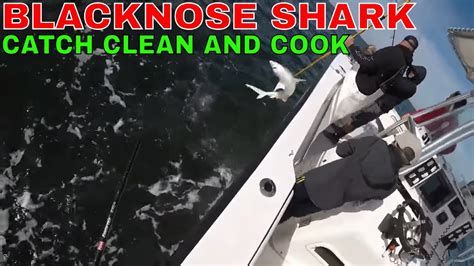 BLACKNOSE SHARK CATCH ,CLEAN AND COOK - YouTube