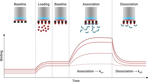 BLI • Biolayer Interferometry • Kinetics Alternative to …