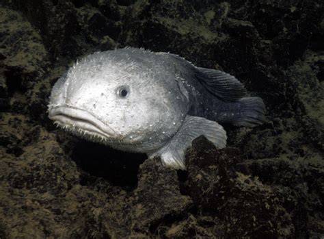 Blobfish Underwater Natural Habitat - raincitystudios.com