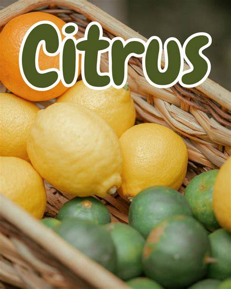 blog.citrus - raincitystudios.com