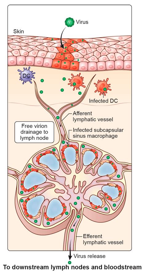 Blood and Lymph Diseases - Genes and Disease - muktibox.com