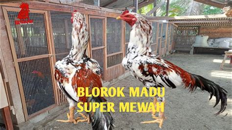 blorok madu - elchoricharrua.com