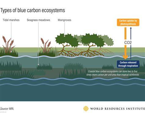 Blue carbon – climate change and ecosystem services - raincitystudios.com