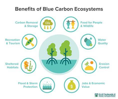 Blue Carbon as an Ecosystem Service - raincitystudios.com