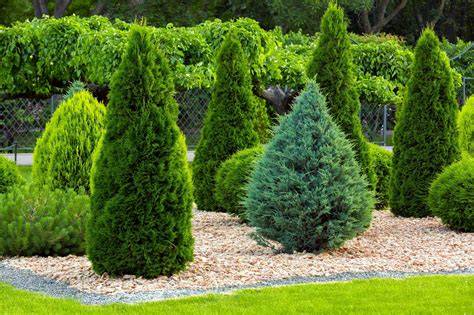 Blue Cone Arborvitae Thuja Orientalis Cypress - raincitystudios.com