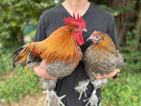 blue copper - elchoricharrua.com