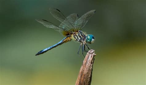 Blue Dasher - Port Royal Sound Foundation - muktibox.com