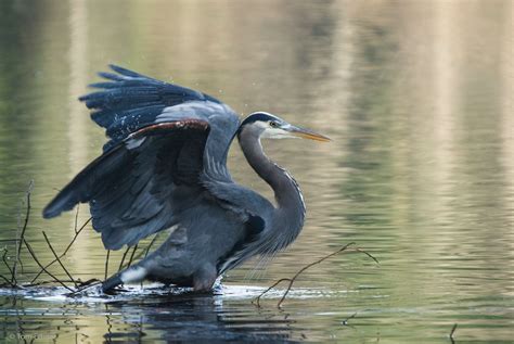 Blue Heron Chapter - East Asian Brush Painting - muktibox.com