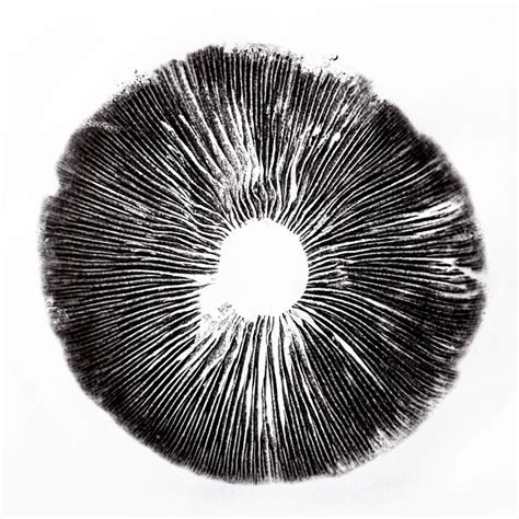 Blue Spore Print Genus Mushroom - muktibox.com
