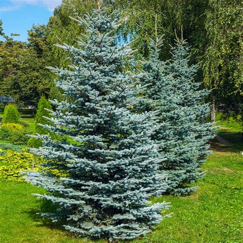 BLUE SPRUCE - USDA - raincitystudios.com