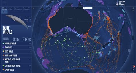 Blue Whale Migration - The National Environmental … - muktibox.com