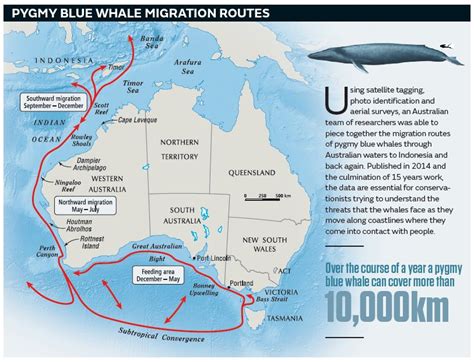 Blue Whale Migration Routes - Harbor Breeze Cruises - muktibox.com