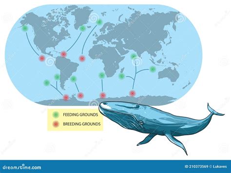 Blue Whale Migrations - ArcGIS StoryMaps - muktibox.com