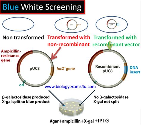 Blue-White Screening & Protocols for Colony Selection - muktibox.com