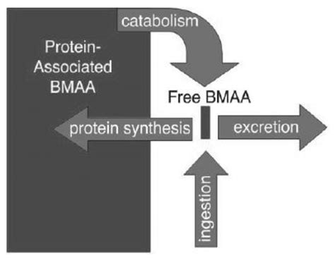 BMAA Neurotoxicity SpringerLink