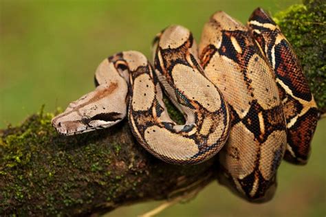 BOA CONSTRICTOR