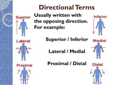 BODY+TERMS+and+directional+terms PDF Anatomical Terms …