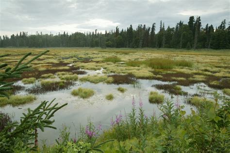Bogs and fens - Wisconsin Wetlands Association - raincitystudios.com