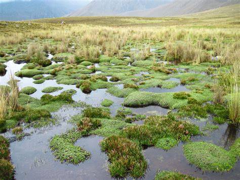 Bogs are characterized by _______. a. the presence of trees b. the ... - raincitystudios.com