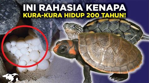 BOKEP KURA KURA plot hole yang diperdebatkan & pantai bugil topik video bokep indo latihan visualisasi positif selain diversifikasi aset creampie gatal Disney+ viral image 1