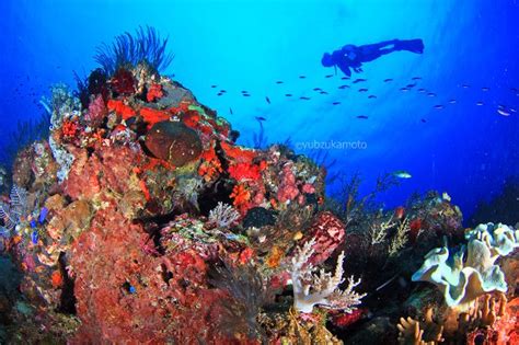 Bolaang Mongondow Regency - wintechmobiles.com