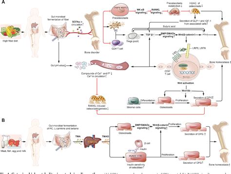Bone chemistry and bioarchaeology - ScienceDirect - wintechmobiles.com