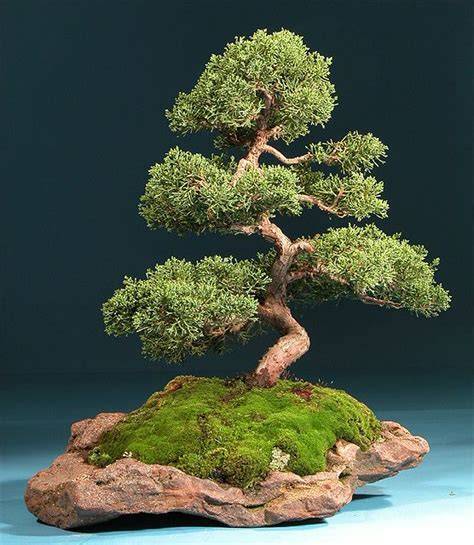 Bonsai: The Delicate Art of Japanese Miniature Trees - raincitystudios.com