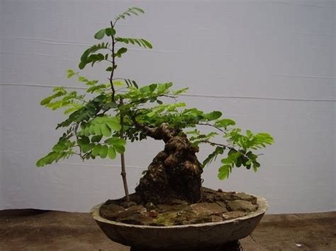 Bonsai Asam yang Mempesona - Bibit Online - raincitystudios.com