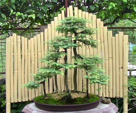 Bonsai+asem+kranji - Artificial Plants & Flowers - raincitystudios.com
