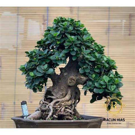 Bonsai Beringin Dollar - raincitystudios.com