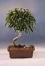 Bonsai Boy of New York Bonsai Trees and Accessories - raincitystudios.com