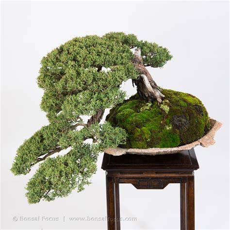 Bonsai Cascade Style (Kengai): Mastering the … - raincitystudios.com