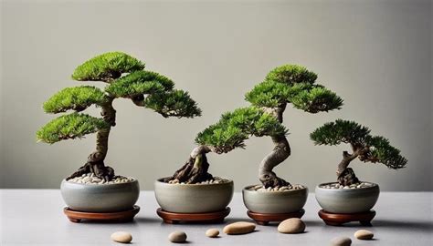 Bonsai for Small Spaces: Choosing Miniature Trees - raincitystudios.com