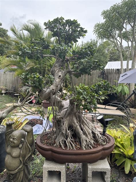 BONSAI OPERATIONS - 14130 Smith Sundy Rd, Delray …