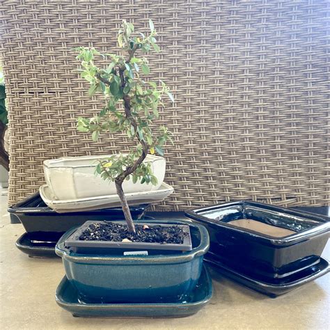 Bonsai Pots & Large Ceramic Planters - Mirai Goods - muktibox.com