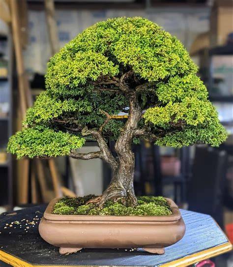 Bonsai Trees for sale - ALL THINGS BONSAI - - raincitystudios.com