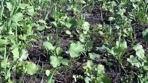 Boost Soil Health with Nitrogen Fixing Cover Crops - raincitystudios.com