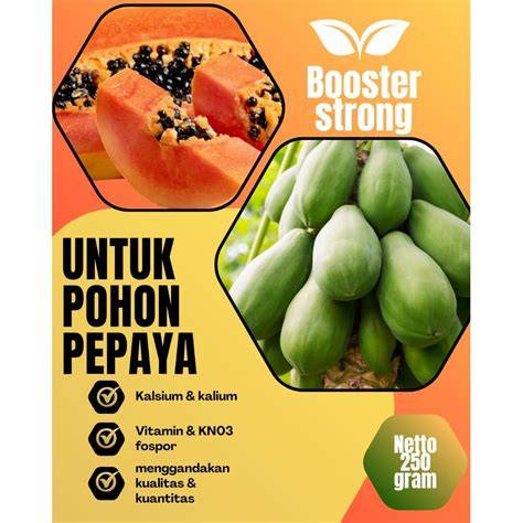 Booster Buah Pepaya Medan - raincitystudios.com