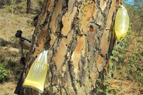 Bore-Hole method for Pine Resin Tapping. - raincitystudios.com