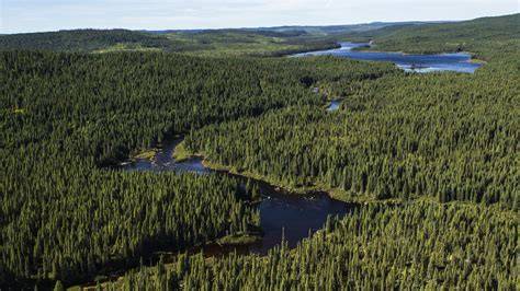 Boreal forest of Canada - raincitystudios.com