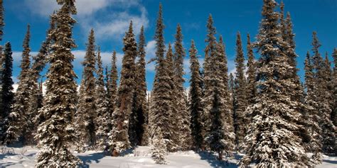 Boreal Forests | Project Regeneration - raincitystudios.com