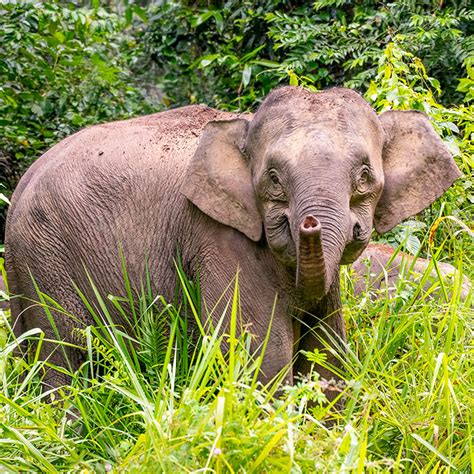 Bornean Elephant | WWF | World Wildlife Fund - raincitystudios.com