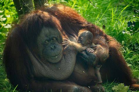Bornean Orangutan | World Wildlife Fund - raincitystudios.com